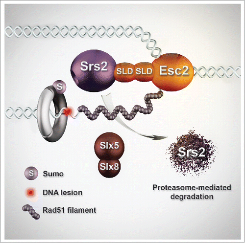 Figure 1. Model for Esc2 role in facilitating recombination at sites of perturbed replication. Esc2 binds stalled replication forks and interacts via its SUMO-like domains (SLDs) with Srs2 and Slx5/8. This guides Slx5/Slx8-mediated proteasome-dependent degradation of the anti-recombinase Srs2, enabling Rad51 filament formation and recombination-mediated DNA damage tolerance.