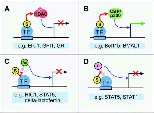Figure 1. SUMO controls TF function through multiple mechanisms. (A) Sumoylation of many repressor TFs enhances transcription inhibition by recruiting HDACs. SUMO interacts directly with components of HDACs, which repress transcription. (B) Sumoylation of some TFs results in recruitment of coactivators CBP/p300, which bind directly to SUMO1, thereby stimulating transcription. (C) SUMO competes with acetylation for target Lys residues on multiple TFs. As TF acetylation frequently promotes gene activation, sumoylation has an inhibitory effect on transcription in these cases. (D) SUMO interferes with phosphorylation at nearby residues on transcription factors that require phosphorylation for full activation of target genes. Examples for each scenario, as described in the text, are listed below each panel. Mechanisms of SUMO action are represented by red arrows; repressive effects of sumoylation on transcription are indicated by red X marks, and stimulation of transcription is indicated by a green arrow. Encircled S represents SUMO; encircled Ac, acetyl; encircled P, phosphate.