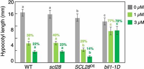 Figure 4. SCL28 is not involved in brassinosteroid signaling. Hypocotyl length of wild-type (WT), scl28, SCL28OE and bil1-1D grown on medium either with or without Brz in the dark for 7 days. Data are presented as mean ± SD (n = 30). Bars with different letters indicate significant differences, as revealed by Tukey’s test (P < .05). Figures above each bar indicate the relative hypocotyl length of Brz-treated plants compared with that of control plants (set to 100%) for each genotype.