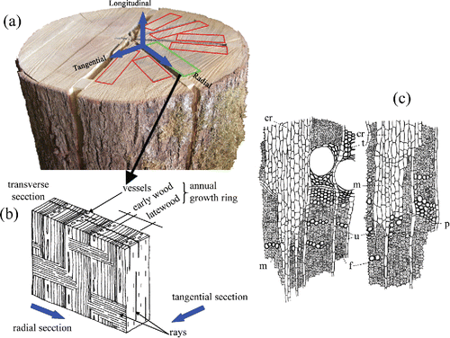 Figure 1. (a). Directions of the wood in a trunk of Quercus petraea. Schematic of the anatomical macrostructure of the wood in which it differentiates latewood, earlywood, and medullary rays. (b) Transverse sections of portions of compound rays showing an abrupt mode of origin of compound rays: uniseriate (u), multiseriate (m), and compound (cr) rays; f, wood fibers; t, tracheids; p, thin-walled parenchyma marking boundary between rings of growth; ×200 (Langdon, Citation1918).
