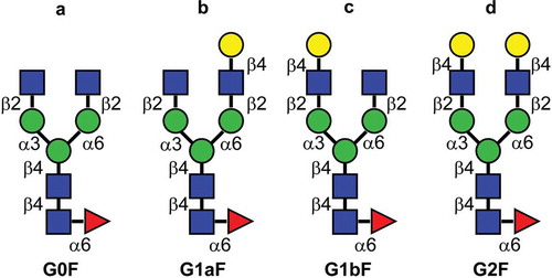 Figure 1. Major glycan structures of therapeutic mAbs. (a) Core-fucosylated agalacto-biantennary complex-type glycan (G0F); (b) core-fucosylated biantennary complex-type glycan with galactosylation on the Man α1-6 arm (G1aF); (c) core-fucosylated biantennary complex-type glycan with galactosylation on the Man α1-3 arm (G1bF); (d) core-fucosylated and fully galactosylated biantennary complex-type glycan (G2F). Yellow circle, Gal; green circle, Man; blue square, N-acetylglucosamine; red triangle, fucose.