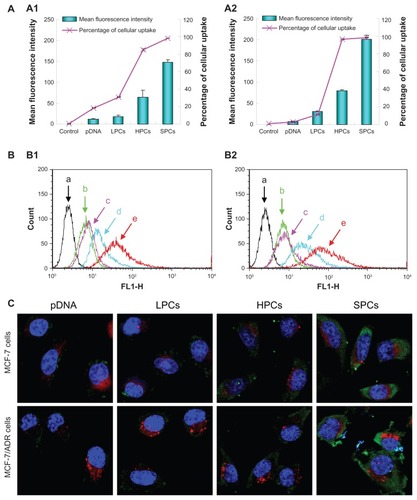 Figure 9 (A) Quantitative analysis of cellular uptake of pDNA, PEI 800-DNA complexes, PEI 25,000-DNA complexes, and SP-DNA complexes in MCF-7 cells (A1) and MCF-7/ADR cells (A2). (B) Flow cytometry images of control cells (a, black), and cells treated with pDNA (b, green), PEI 800-DNA complexes (c, pink), PEI 25,000-DNA complexes (d, turquoise), SP-DNA complexes (e, red) in MCF-7 cells (B1), and MCF-7/ADR cells (B2). (C) Confocal microscopic images of MCF-7 cells and MCF-7/ADR cells after treatment with pDNA, PEI 800-DNA complexes, PEI 25,000-DNA complexes, and SP-DNA complexes for 2 hours.Note: Nuclei (blue), lysosomes (red), and pDNA (green) were stained with Hoechst, LysoTracker red, and YOYO-1, respectively.Abbreviations: LPCs, polyethyleneimine 800-DNA complexes; SPCs, polyethyleneimine 800 conjugated poly(styrene-co-maleic anhydride)-DNA complexes; HPCs, polyethyleneimine 25,000-DNA complexes; SP, polyethyleneimine 800 conjugated poly(styrene-co-maleic anhydride); PEI, polyethyleneimine.