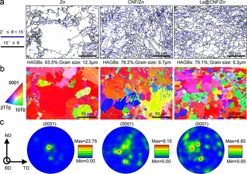 Figure 4. (a) Grain boundary images showing grain boundary characteristic distribution, in which blue and black lines represent LAGBs (θ<15∘) and HAGBs (θ>15∘), respectively; (b) Inverse pole figures showing grain orientations, in which red, green and blue represent the ⟨0001⟩, ⟨21¯1¯0⟩ and ⟨101¯0⟩ orientations, respectively; (c) Pole maps displaying texture strength in the (0001) crystallographic plane.