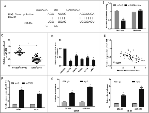 Figure 4. LncRNA ZFAS1 directly interacted with miR-507 in CRC. (A) The predicted complementary sequence between miR-484 and ZFAS1 3’-UTR. (B) HEK293T cells were transfected with ZFAS1 3′-UTR Wt or Mut reporter plasmids along with miR-484 mimics, and then luciferase activity assays were performed. (C) Relative expression of miR-484 was measured by qRT-PCR in CRC tissues. (D) Relative expression of miR-484 was measured by qRT-PCR in CRC cells. (E) Pearson's correlation analysis between miR-484 and ZFAS1 expression in CRC tissues. (F) miR-484 expression in ZFAS1 knockdown CRC cells was determined by qRT-PCR. (G) Association of ZFAS1 and miR-484 with Ago2 in CRC cells. *p<0.05