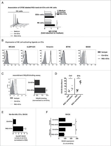 Figure 2. Evs derived from RIG-I stimulated cells express enhanced levels of the NKp30-ligand BAG6. (A) CFSE labeled EVs (EV protein amount: 10 µg/mL) induced by 3pRNA (RIG-I-EVs) versus ctrl RNA (ctrl-EVs) were incubated with PBMCs and 24 h later CFSE staining of NK cells (CD3 negative, CD56 positive) or CD3 positive lymphocytes (CD3+ cells) were determined by flow cytometry (n = 3). (B) D04mel cells were transfected with 3pRNA (RIG-I-EVs) or ctrl RNA (ctrl-EVs) and the expression of MIC A/B, ULBP 1/2/3, Vimentin, B7-H6 and BAG6 on EVs was analyzed by flow cytometry (filled gray: isotype, dashed: ctrl-EVs, black line: RIG-I-EVs). One representative of four independent experiments is shown. (C) EVs induced by 3pRNA (RIG-I-EVs) vs. ctrl RNA (ctrl-EVs) were analyzed for binding of NKp30-fc by flow cytometry. Histogram shows one representative experiment (left, filled gray: isotype, dashed: ctrl-EVs, black line: RIG-I-EVs) and graph (right) shows quantification of x-fold induction of the geometric mean normalized to CD9 (n = 4). (D) Expression level of BAG6 on D04mel cells (left) or D04mel derived EVs (right) after transfection with 3pRNA or ctrl RNA was determined by flow cytometry (n = 5). (E) Purified EVs from melanoma (Ma-Mel-86c) cells induced by 3pRNA (RIG-I-EVs) versus ctrl RNA (ctrl-EVs) were analyzed for BAG6 expression on the surface by flow cytometry. Graphs show % induction of the geometric mean normalized to CD9 and s.e.m. of at least four independent experiments. (F) Exosomes from cells with siRNA mediated control knock down (ctrl kd) or RIG-I knock down (RIG-I kd) were analyzed for BAG6 expression on the surface by flow cytometry in response to 3pRNA (RIG-I-EVs) vs. ctrl RNA (ctrl-EVs). Graph shows geometric mean of BAG6 relative to CD9 (n = 4). All error bars reflect mean ± s.d. *, ** and *** indicates p < 0.05, p < 0.01 and p < 0.001.