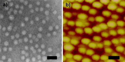 Figure 1. (a) TEM image of PS-b-PAA-b-PEG micelles and (b) AFM image of DOX/PS–PAA–PEG. The scale bar is 50 nm.