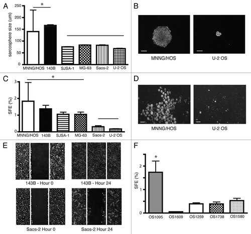 Figure 1 Sarcosphere size and efficiency reflect tumorigenic potential in osteosarcoma. (A) MNNG/HOS and 143B OS cell lines generates larger sarcospheres than Saos-2 and U-2 OS (*p < 0.01, size in microns, at least 100 spheres per group). (B) Representative sarcosphere derived from MNNG/HOS and U-2 OS. Bar 100 µm. (C) MNNG/HOS and 143B form more sarcospheres than Saos-2 and U-2 OS (SFE *p < 0.01, six samples/group in duplicate experiments). (D) Total number of spheres per well of MNNG/HOS and U-2 OS. Bar 500 µm. (E) 143B (top) has increased cell migration capacity than Saos-2 (bottom). The images at the beginning and the end of the 24 h incubation period were captured. The estimated migration of 143B cells was 2.7 times faster than Saos-2 cells (cell migration velocity (µm/h) 14.5 ± 0.85 vs. 5.3 ± 0.89, mean ± SD, p < 0.001, gap distance 600 µm, performed four times). (F) Metastatic osteosarcoma sample (OS1095) generates sarcospheres more efficiently than other primary bone tumor samples (SEF *p < 0.01, six samples/group in duplicate).