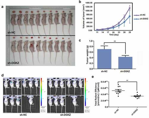 Figure 5. Suppression of DGKZ slowed progression of cervical cancer in vivo. (a) Photographs of xenografts of BALB/c nude mice for 31d post-injection. (b) Tumor volume (mm3) of BALB/c mice injected subcutaneously with Lentivirus-sh-DGKZ-SiHa cells or Lentivirus-sh-NC-SiHa cells. (c) Tumor weight (g) of BALB/c mice injected subcutaneously with Lentivirus-sh-DGKZ-SiHa cells or Lentivirus-sh-NC-SiHa cells. (d–e) Representative images of fluorescence imaging and analysis. (**p < 0.01)