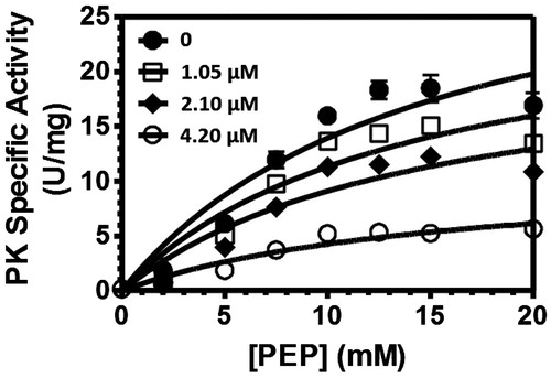Figure 2. Inhibition curves of the MRSA-pyruvate kinase for respective inhibitor concentrations of compound 3c upon phosphoenolpyruvate (PEP) initiation.