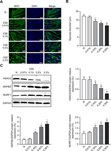 Figure 3 CSE decreases myotube diameter and increases atrophy-related proteins in C2C12 cells. After 6 days of cell differentiation and 24 hours of treatment with CSE, the morphological changes of the cells were observed, and Western analysis of the levels of MAFbx and MuRF1 protein expression was performed. (A) C2C12 myotubular phenotype changes after different CSE concentrations; 200×. (B) Measurements of average myotube diameter after 24 hours in different treatment groups exposed to CSE. (C) The protein expression level of MURF1, MAFbx and HDAC2 after 24 hours in different treatment groups exposed to CSE. Values are expressed as means±SD. Experiments were repeated 3 times with similar results. *p<0.05 vs control group (N).