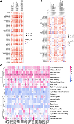 Figure 7 Analysis of the correlation between GIMAP7 expression and immune cell infiltration. (A) The correlation between GIMAP7 expression and CD8+ T cell infiltration level in pan-cancer. (B) The correlation between GIMAP7 expression and CD4+ T cell infiltration level in pan-cancer. (C) The correlation between GIMAP7 expression and different immune cell infiltrations in pan-cancer. *P<0.05,**P<0.01, ***P<0.001.