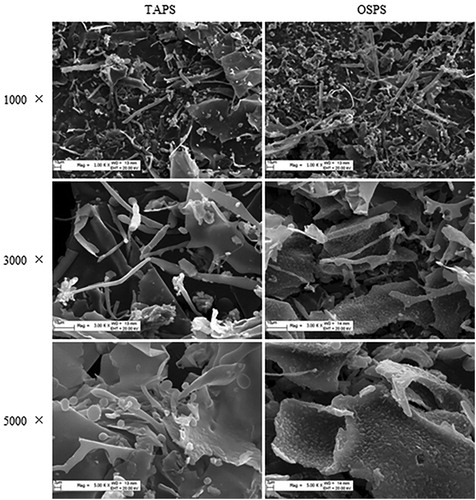 Figure 2. Scanning electron micrographs of TAPS (left) and OSPS (right) with different magnifications including 1000×, 3000× and 5000×.