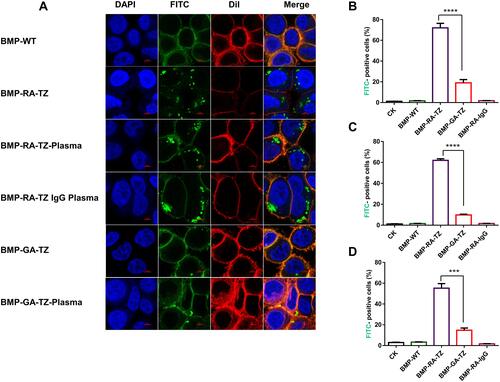 Figure 4 Analysis of SK-BR-3 cell uptake of BMPs by CLSM and flow cytometry. (A) CLSM of SK-BR-3 incubated with BMP-RA-TZ and BMP-GA-TZ before and after incubation with plasma and IgG plasma, Scale bar, 5 μm. (B) Percentage (by flow cytometry) of FITC-positive SK-BR-3 after incubation with BMP-RA-TZ and BMP-GA-TZ. (C) Same as (B), using BMP-RA-TZ plasma and BMP-GA-TZ plasma. (D) Same as (B), using BMP-RA-TZ IgG plasma and BMP-GA-TZ IgG plasma. ***P <0.001; ****P <0.0001.