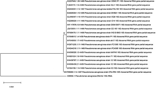 Figure 2. Phylogenic tree based on 16S rRNA gene sequence data for isolated Pseudomonas aeruginosa strain (J12).