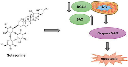 Figure 2 Antiproliferative effect of Solasonine induces cancer cell apoptosis.