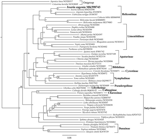 Figure 1. Maximum likelihood phylogenetic trees of Nymphalidae inferred from nucleotide sequence data of 13 mitogenomic PCGs. The numbers beside the nodes are percentages of 1000 bootstrap values (*BP = 100%).