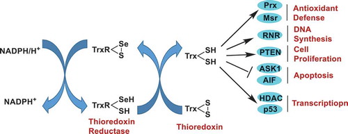 Figure 1. Catalytic mechanism of TrxR and the interaction of Trx with downstream proteins