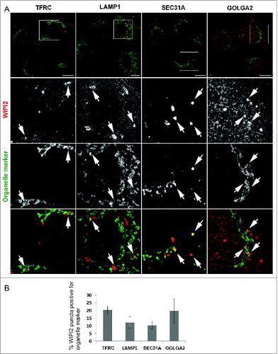 Figure 1. Immunofluorescence micrographs showing that the phagophore marker WIPI2 colocalizes with organelle markers TFRC, LAMP1, SEC31A, and GOLGA2. (A) Clear overlapping of the 2 labels was counted as a colocalization event (arrows). Scale bars: 10 μm. (B) Percentage of WIPI2 puncta positive for the organelle markers. Chart and error bars show the mean and SEM from 17 to 26 cells.