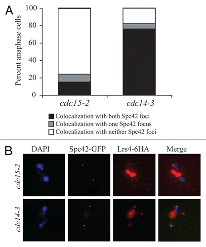 Figure 3 The Mitotic Exit Network is required for Lrs4-Csm1 association with kinetochores during anaphase. (A and B) cdc15-2 (A16755) and cdc14-3 (A16802) cells carrying an Spc42-GFP and a Lrs4-6HA fusion were released from a pheromone-induced G1 arrest at 37°C. Chromosome spreads were performed on samples taken 150 minutes after release and the percentage of cells with Lrs4-6HA co-localized with Ndc80-GFP was determined (A). The micrographs in (B) show Lrs4-6HA (red) and Spc42-GFP (green) localization in cdc14-3 and cdc15-2 mutants. At least 50 cells were counted per strain.