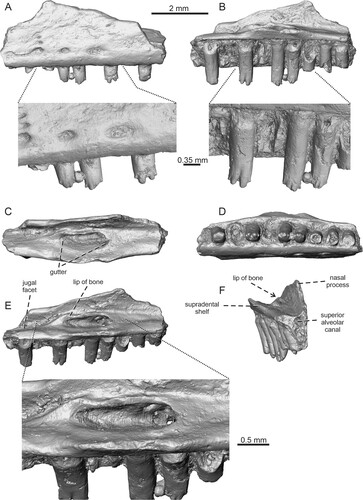 FIGURE 5. Bifurcodentodon ragei gen. et sp. nov., the holotypic left maxilla IRSNB R 463. A, lateral view with detail of teeth; B, medial view with detail of teeth; C, dorsal view; D, ventral view; E, dorsoposteromedial view with the detail of foramina set in a gutter; F, anteromedial view.