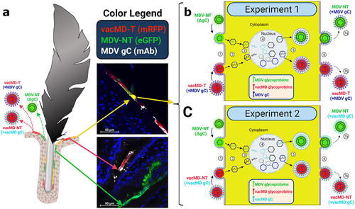 Figure 5. Cartoon depiction of functional complementation in vivo. (A) Coinfection of chickens with MDV and vacMD results in FFE skin cells individually infected with each virus (shown as red or green), as well as coinfection in which both viruses are present (shown as yellow). Through normal virus replication in cells, red and green cells would produce progeny of the infecting virus and thus, red cells produce vacMD-T or -NT, while green cells produce MDV-NT. Representative images of red, green, and yellow cells are shown, including staining for MDV gC with mAb (white). (B and C) Basic replication cycle of herpesviruses including (1) entry into cells, (2) uncoating of tegument, (3) docking of nucleocapsid to the nuclear membrane and expulsion of genomic DNA into the nucleus. In the nucleus, (4) viral DNA is duplicated and encapsulated into naked capsids to produce newly generated nucleocapsids that then exit the nucleus (5) where tegumentation and primary envelopment produces virions that egress (6) from the cell as cell-free virus. In dually infected cells, an infinite combination of viral proteins and genomes can be produced if compatible (not shown). Based on the results presented in this report, MDV-NT genomes were packaged into virions in which gC provided from vacMD-T (+MDV gC) or vacMD-NT (+vacMD gC) to generateinfectious MDV able to naturally infect chickens (7a), while the original vacMD was also produced (7b) in each experiment. Thus, transmissible MDV-NT virions would be produced, disseminated into the environment, and naturally infected naïve contact chickens. However, infected contact chickens would be unable to produce transmissible MDV-NT, as shown in Experiment 3, without complementation from coinfection with vacMD.