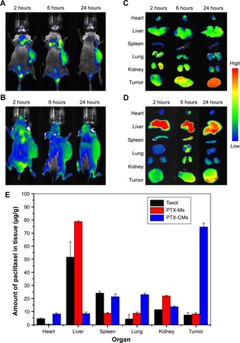 Figure 4 In vivo biodistribution of micelles in BEL7402 xenograft mice.Notes: In vivo imaging of mice (A, B) and ex vivo imaging of tumors and major organs (C, D) at 2, 6, and 24 hours after mice had been treated with DiR-CMs (A, C) and DiR-Ms (B, D). (E) Tissue distribution of PTX at 2 hours after mice had been treated with Taxol, PTX-Ms, and PTX-CMs at PTX dose of 10 mg/kg.Abbreviations: PTX-Ms, paclitaxel-loaded monomethoxy(polyethylene glycol)-block-poly(d,l-lactide) micelles; CMs, sodium cholate and monomethoxy(polyethylene glycol)-block-poly(d,l-lactide) micelles; DiR, 1,1′-dioctadecyl-3,3,3′,3′-tetramethylindotricarbocyanine iodide.