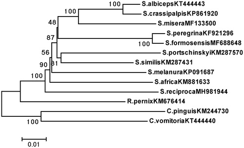 Figure 1. Phylogenetic trees of S. reciproca with 10 Sarcophagidae species and two Calliphoridae species as outgroups, The tree based on 13 PCGs by using NJ methods.