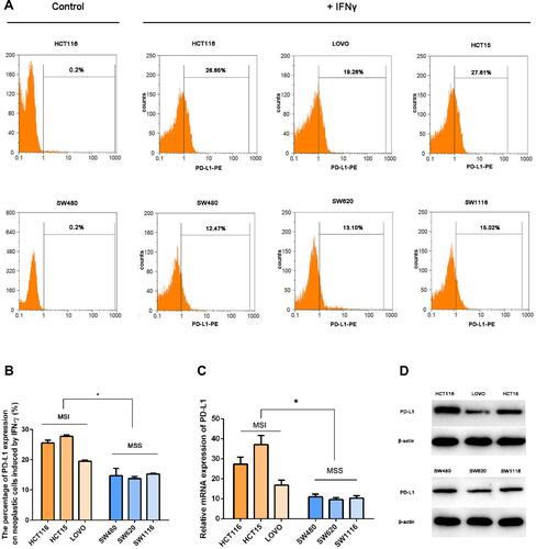 Figure 1 IFNγ induced a higher intensity of PD-L1 expression in MSI cell lines. To investigate whether IFNγ responsiveness is related to MSI status, we evaluated the expression of PD-L1 in different cell lines induced by IFNγ via RT-qPCR, Western blot and FCM. (A and B) PD-L1 expression was measured by flow cytometry in MSI (the upper line: HCT116, LOVO and HCT15) and MSS (the lower line: SW480, SW620 and SW1116) cell lines 12 h after treatment with 100 IU/mL IFNγ. DMSO was used as a negative control (*P < 0.05). (C) PD-L1 mRNA relative expression induced by IFNγ (100 IU/mL IFNγ for 12 h) was measured by qPCR (*P < 0.05). (D) Expression levels of the PD-L1 protein stimulated with 100 IU/mL IFNγ for 12 h.