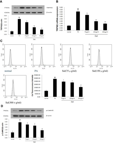 Figure 2 Sal dose-dependent inhibited TRPM2/CaCitation2+/CaMKIIpathway in L02 cells treated with PA.