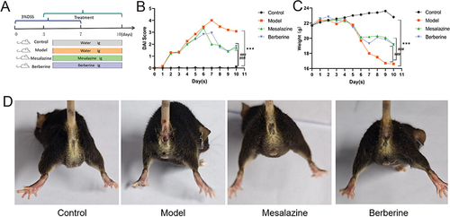 Figure 8 BBR attenuates the development of DSS-induced colitis. (A) The time course of DSS administration and different treatments in mice. (B) DAI scores. (C) Body weight. (D) Anal bleeding condition. Data are represented as mean ± SD (n=8). ***P<0.001, compared with control group; ###P<0.001, compared with model group.