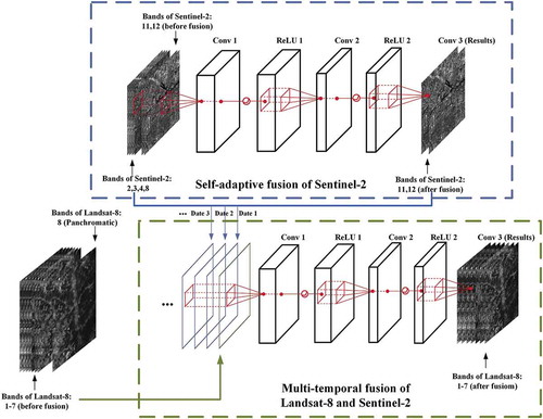 Figure 4. The structure of the ESRCNN model for fusing Landsat-8 and Sentinel-2 images. Conv represents the convolutional layer, and ReLU stands for the rectified linear unit(Shao et al. Citation2019)