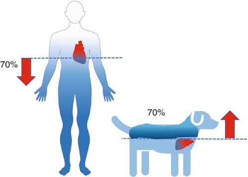 Figure 1. Gravity-dependent distribution of blood in a dog and in a human. From Furst, The Heart and Circulation, 2nd ed. (Cham: Springer, 2020), p. 324.