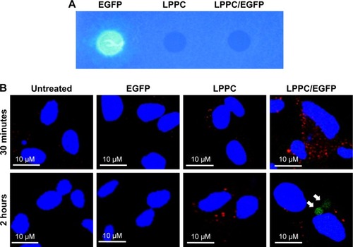 Figure 6 Escape of intracellularly delivered EGFP from LPPC.Notes: (A) The fluorescence of EGFP cannot be measured, when it is adsorbed to LPPC (right dot), while free EGFP is capable of emitting fluorescence (left dot). (B) HepG2 cells were untreated or treated with free EGFP, empty LPPC, or LPPC/EGFP complexes for different amounts of time. The lysosome (in red color) and nucleus (in blue color) were stained after incubation. The cells were then observed and imaged by confocal microscopy. EGFP molecules dissociated from LPPC are indicated by white arrows. Representative images of three independent experiments are shown.Abbreviations: EGFP, enhanced green fluorescent protein; FITC, fluorescein isothiocyanate; LPPC, liposomes containing polyethylenimine and polyethylene glycol complex.