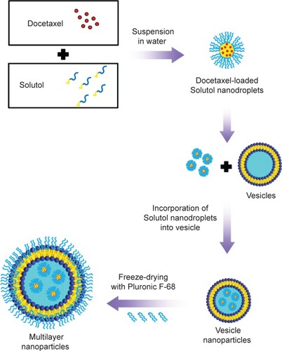 Figure 1 Schematic description of the formation of multilayer NPs.Abbreviation: NPs, nanoparticles.