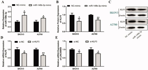 Figure 5. Regulatory effects of miR-148b-3p on KLF5 and KLF5 on LINC00665. (A) The expression of miR-148b-3p was upregulated by miR-148b-3p mimic in SKOV3 and A2780 cells as detected by RT-qPCR. (B,C) Western blot assay revealed that miR-148b-3p mimic significantly decreased the expression of KLF5 in SKOV3 and A2780 cells. *p < 0.05, **p < 0.01 (unpaired t‑test), compared with the NC mimic group. (D) The gene expression of KLF5 was inhibited by si-KLF5 in SKOV3 and A2780 cells, and the interference effect was evaluated by RT-qPCR analysis. *p < 0.05, **p < 0.01 (unpaired t‑test), compared with the si-NC group. (E) The RT-qPCR assay revealed that si-KLF5 significantly decreased the expression of LINC00665 in SKOV3 and A2780 cells. *p < 0.05 (unpaired t‑test), compared with the si-NC group. KLF5: Krüppel-like factor 5.