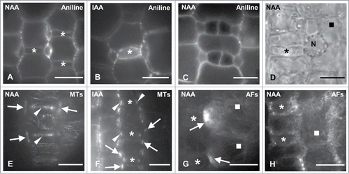 Figure 6. (A–C) Protodermal areas near the leaf base of NAA- (A and C) and IAA-treated (B) seedlings as viewed after aniline blue staining. Bilaterally to the young GMCs (asterisks in (A) and (B)) subsidiary cells have been formed (cf. Fig. 2A and B). The stomatal complexes shown in (C) have been formed before the GMCs acquire a square shape (compare Fig. 2C and D). (D) DIC optical view of polarized NAA-treated SMC (square) in contact with a young GMC (asterisk) (cf. Fig. 2B and C). N: nucleus. (E and F) NAA- (E) and IAA- (F) treated young GMCs (asterisks) and their neighbor SMCs after tubulin immunolabeling in external (E) and median (F) optical plane. The arrows point to profiles of preprophase MT-band in SMCs and the arrowheads to the interphase MT-ring in GMCs. (G) AF-organization in NAA-treated SMCs (squares) in contact with advanced GMCs (asterisks).The arrows show AF-patches. (H) AF-organization in young NAA-treated GMCs (asterisks) and their adjacent SMCs (square). Treatments: NAA 100 μM, 48 h; IAA 200 μM, 48 h. Scale bars: 10 μm.