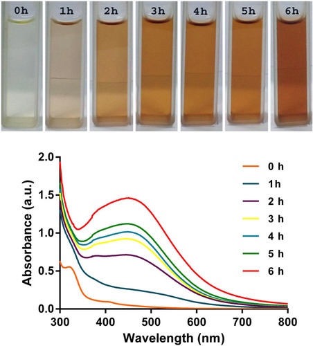 Figure 2 Color changes in the reaction mixture containing Shewanella sp. ARY1 culture supernatant along with AgNO3 (top panel) and UV-Vis absorption spectra of biosynthesized AgNPs with the progression of reaction time (bottom panel).