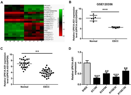 Figure 1 UPK1A-AS1 expression is significantly downregulated in ESCC tissues and cell lines. (A) Heat map analysis of the expression of lncRNAs in GEO120356 database. (B) GEO120356 database revealed that UPK1A-AS1 expression was markedly upregulated in ESCC samples compared with that in corresponding normal samples. (C) qRT-PCR analysis of UPK1A-AS1 expression in 30 pairs of ESCC tissues and corresponding normal tissues. (D) qRT-PCR analysis of UPK1A-AS1 expression in ESCC cell lines (EC109, EC9706, KYSE30, and KYSE150) and human immortalized esophageal epithelial cell line (SHEE). **P < 0.01, ***P < 0.001.