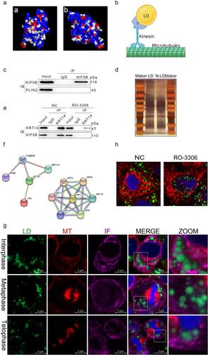 Figure 4. Lds bind to KIF5B via KRT proteins, which in turn connect to MTs. (a) Predicted hydrophobicity of the KIF5B protein. The hydrophobic structural domain on the surface of the KHC protein was predicted using protein structure prediction software. Owing to the hydrophobic nature of the LD surface, only proteins with a certain number of hydrophobic structural domains present are likely to be anchored to the LD surface. This method was used to predict the ability of KHC proteins to bind to the LD surface. Red and blue represent the hydrophobic and hydrophilic domains of the protein surface. (b) Prediction of the LD-MT binding model. (c) Immunoprecipitation detection of KIF5B on the LD surface.(d) Protein abundance assay. Results were mobilized to identify protein abundance after silver staining of KIF5B on the LD surface. (e) Interacting protein assay on the LD surface with KIF5B. Mass spectrometry results show that most of the KIF5B-interacting proteins belonged to the KRT protein family. (f) Interacting protein validation. The presence of KRT14 protein on the surface of LDs was determined to investigate whether it interacts with KIF5B. (g) Inhibition of KRT14 protein phosphorylation leads to a decrease in LD-mediated filament attachment. Blue: nucleus. Green: LDs. Red: KRT14 protein. (h) Immunofluorescence maps of the interactions between LDs, MTs, and IFs at different times of mitosis. Green: LDs. Red: MTs. Purple: IFs.