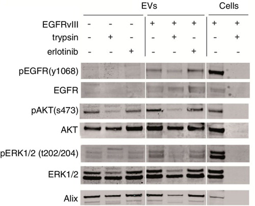 Fig. 4.  EVs were isolated from culture medium of an equal number of U87 cells with or without EGFRvIII. EV pellets were treated with proteases (trypsin, 0.5 g/L) or erlotinib (10 µM) for 1 h at 37°C. Subsequently, EVs were washed in PBS and lysed. Western blot analysis was performed using equal volumes to determine protein levels and their phosphorylation. U87 cells overexpressing EGFRvIII were used as positive control for immunostaining.