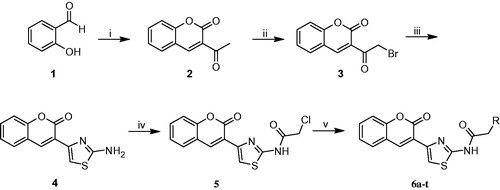 Scheme 1. Synthesis of new coumarylthiazole-substituted acetamide derivatives. Reaction conditions: (i) Ethylacetoacetate, piperidin, rt, 30 min; (ii) Br2, CHCl3, 50 °C, 15 min; (iii) Thiourea, EtOH, 80 °C, 2 h; (iv) Chloroacetylchloride, Et3N, THF, 70 °C, 8 h; (v) RNH2, DMF, 60 °C, 12 h.