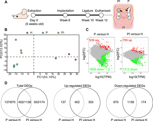 Figure 1 Comprehensive analysis of differentially expressed genes (DEGs). (A) At week 10, silk ligatures were placed around the maxillary left first molars and right implants of mice. Soft tissues inside the yellow dotted line around the ligatured tooth (P), ligatured implant (PI) and third molar (H) sites were collected at week 12. (B) Principal component analysis of the three groups. The higher the variation in gene expression patterns across samples was, the greater the distance among samples. (C) Comparison of DEGs in each disease group versus the healthy control group using the MA plot. Red dots indicate significantly upregulated genes, green dots indicate significantly downregulated genes, and gray dots represent nonsignificantly differentially expressed genes. (D) Venn diagram. DEGs were identified as having a q value (adjusted p value) of ≤ 0.001 and |fold change| of ≥ 2.