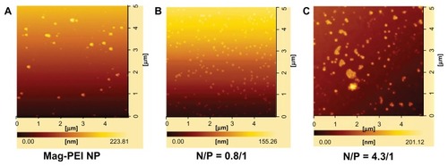 Figure 3 Atomic force microscopy images of mag-PEI nanoparticles (A) mag-PEI nanoparticles forming magnetoplexes with DNA at N/P ratios of 0.81/1 (B) and 4.3/1 (C).Abbreviation: Mag-PEI, magnetic poly(methyl methacrylate) core/polyethyleneimine shell.