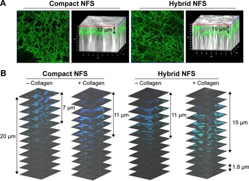 Figure 8 Collagen coating of NFS and culturing of CT26 cells with collagen solution in the compact and hybrid NFS.Notes: (A) Confocal microscopy images of the collagen-coated NFS after addition of FITC-labeled albumin (0.1 mg/mL) and neutralized collagen Type I solution (0.3 mg/mL). (B) Infiltration of CT26 cancer cells within the compact and hybrid NFS after seeding with neutralized collagen solution (0.3 mg/mL) on the surface of the scaffold and incubating for 4 hours. Data are representative of three independent experiments.Abbreviations: NFS, nanofibrous scaffold; FITC, fluorescein isothiocyanate.