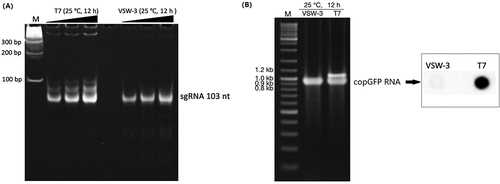Figure 7. Comparison of the sgRNA (A) and copGFP RNA (B) synthesis by T7 or VSW-3 RNAP under the same IVT conditions (25°C for 12 h). The right panel in (B) shows the J2 antibody dot-blot detection of dsRNA (as in Fig. 6C) in the copGFP RNA products from the VSW-3 or T7 IVT. The terminal (A) and full-length dsRNA (B) by T7 RNAP were not reduced by lowering the IVT temperature.