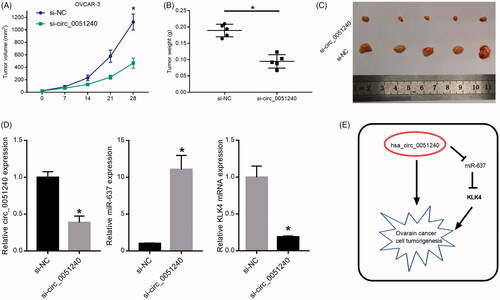 Figure 8. Hsa_circ_0051240 knock-down inhibits OC tumour formation in vivo. OVCAR-3 cells were transfected with si-NC and si-circ_0051240, respectively. The nude mice were injected with the transfected cells (2 × 106 cells) for 7, 14, 21 and 28 days, respectively. (A) The parameters of tumour growth were measured, and the tumour volumes (mm3) were counted (*p < .05). (B) The tumour weights (g) were measured (*p < .05). (C) The dissected tumours were photographed, respectively. (D) Total RNA was extracted from the dissected tumours, and circ_0051240, miR-637 and KLK4 expressions were detected by qRT-PCR assay (*p < .05). (E) The diagrammatic sketch of the circ_0051240/miR-637/KLK4 axis in OC is shown.