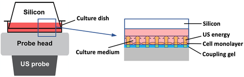 Figure 1 In vitro ultrasound (US) irradiation system. US waves are sent out from the probe placed under the culture dish, and surplus energy is absorbed by the silicon.