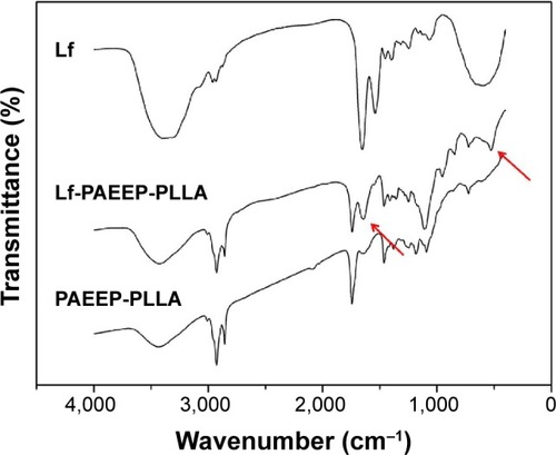 Figure 6 Fourier transform infrared spectra of lactoferrin-conjugated poly(aminoethyl ethylene phosphate)/poly(L-lactide) (Lf-PAEEP-PLLA) and poly(aminoethyl ethylene phosphate)/poly(L-lactide) (PAEEP-PLLA) copolymer.Note: The red arrows demonstrate the successful conjugation of Lf to NBs.Abbreviations: Lf, lactoferrin; NBs, nanobubbles.
