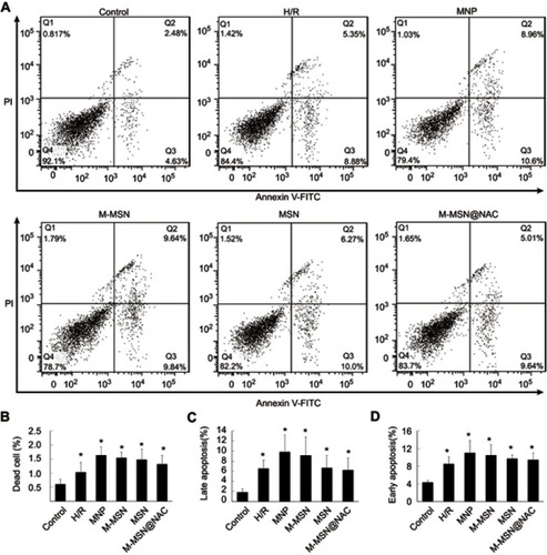 Figure 5 Cardiomyocytes death induced by exposure to different NPs. (A) Flow cytometric analysis of cardiomyocytes exposed to different NPs for 24 hrs. (B-D) Quantitative analysis of apoptotic cells by FACS analysis with Annexin V/PI staining. Data were collected from three independent experiments. There was no significant difference in cell apoptosis among the MNP, MSN, M-MSN, M-MSN@NAC, and H/R groups (all p>0.05) (*p<0.0001 vs Control).Abbreviations: NPs, nanoparticles; H/R, hypoxia/reoxygenation; MNP, magnetic iron oxide nanoparticles; MSN, mesoporous silica nanoparticles; M-MSN, magnetic mesoporous silica nanoparticles; M-MSN@NAC, M-MSN loaded with NAC.