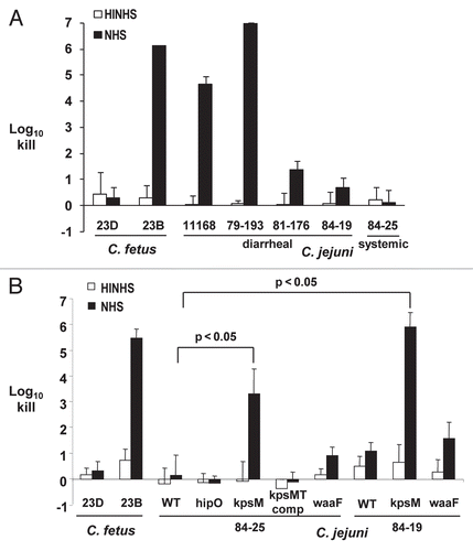 Figure 6 Complement-dependent killing of Campylobacter strains by normal human serum. The indicated Campylobacter strains were incubated with 10% serum (NHS, normal human serum; black bars) or serum previously heated to inactivate complement (HINHS, heat-inactivated NHS; white bars). C. fetus strains 23B and 23D are the serum-sensitive and -resistant controls, respectively. (A) Susceptibility of C. jejuni diarrheal (11168, 79–193 and 81–176) and systemic strains (84-25 and 84-19) to 10% NHS versus control (HINHS). (B) Susceptibility of kpsM and waaF mutants in C. jejuni systemic strain backgrounds (84-25 and 84-19). Bars represent the mean + SD for at least three replicate experiments. Brackets indicate statistically significant differences in survival between wild-type and kpsM mutants (p < 0.05) using the Student's two-tailed t-test.